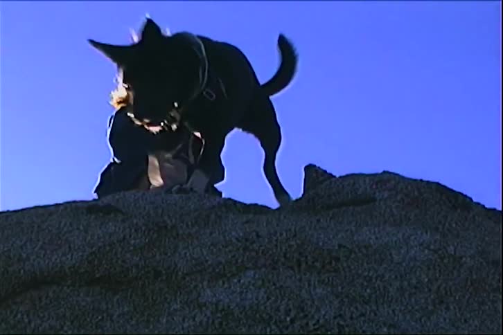 A woman with short hair sits on a rocky summit against a clear blue sky as a mediumsized black dog walks across the frame while the sun creates small lens flares