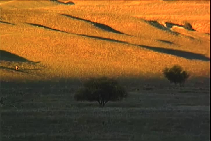 Scattered trees in a green field