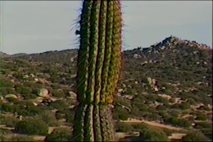 Columnar cactus standing in an arid landscape with sparse vegetation and hills in the background under a blue sky