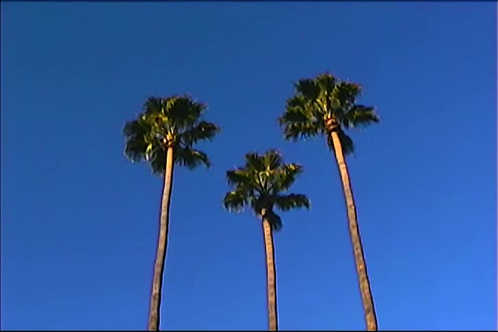 Three tall palm trees rise beneath blue sky in bright tropical composition