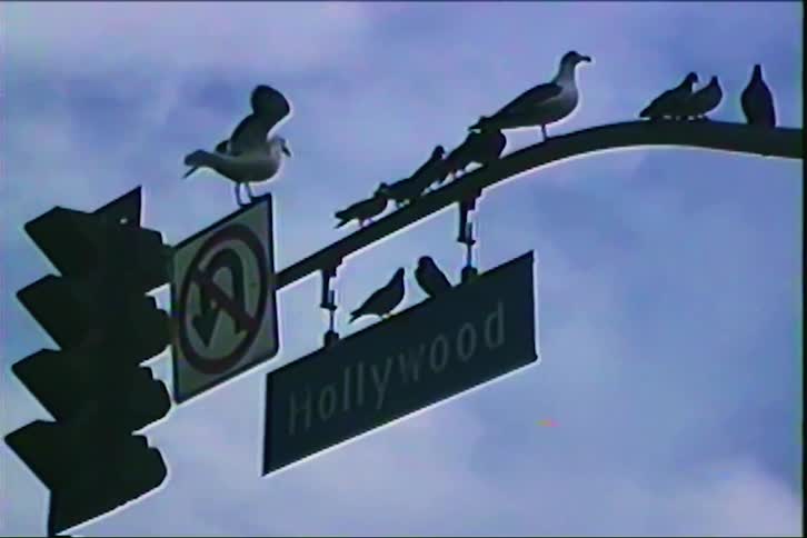 Seabirds perch on a traffic light above a city street against a blue sky