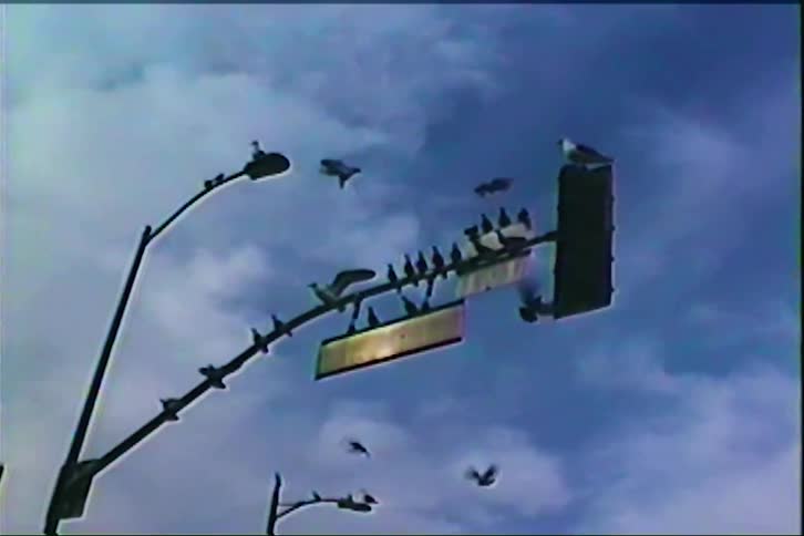 A flock of birds perches on a street lamp and traffic signal against a cloudy sky
