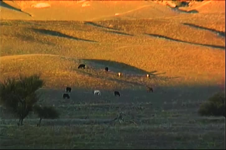 Animals in a vast field at dusk