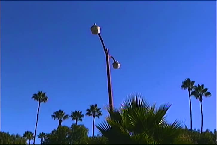 A slightly curved reddishbrown streetlamp with two rounded fixtures rises against a vivid cloudless blue sky framed by tall slender palm trees and dense green foliage below