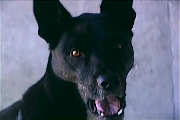 Close up of a black and white pet dog sitting on a bed indoors during daytime