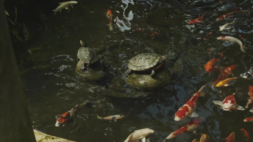 Two redeared slider turtles rest on rocks while several orange white and yellow koi fish swim actively through the dark water of an outdoor pond