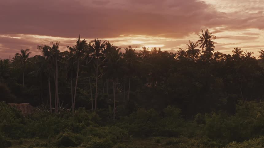 Palm trees and dense jungle foliage stand in silhouette against a vibrant orange and purple sunset sky as the camera slowly pans across the tropical landscape during the late evening