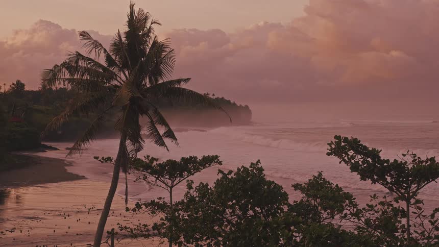 Trees and a palm tree overlook the beach as waves roll in to shore