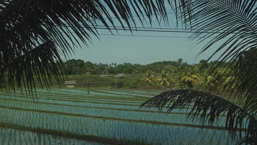 A wide rice farm on a tropical island at midday with a farmer walking through the swampy fields surrounded by palm trees