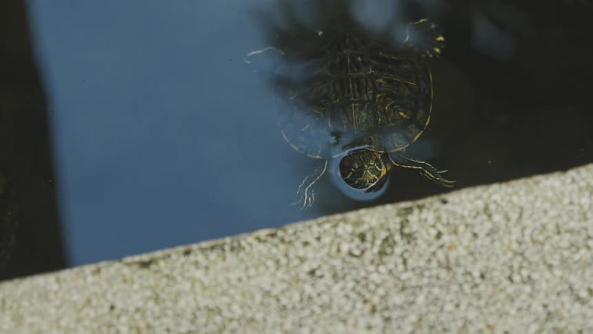 A turtle swims through a calm river near a paved walkway at midday sunlight reflecting off the water as it glides peacefully along the edge