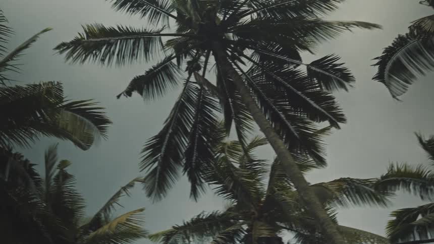 Palm trees stand under a gray sky in summer