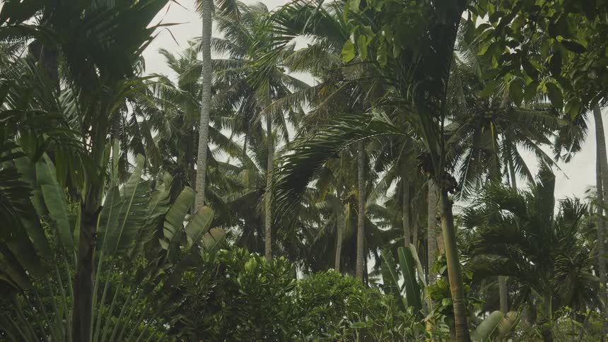 Tropical rainforest on a cloudy day