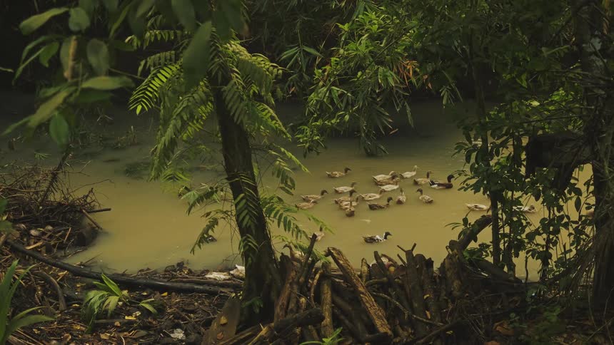 A group of ducks swims in a forest river at midday