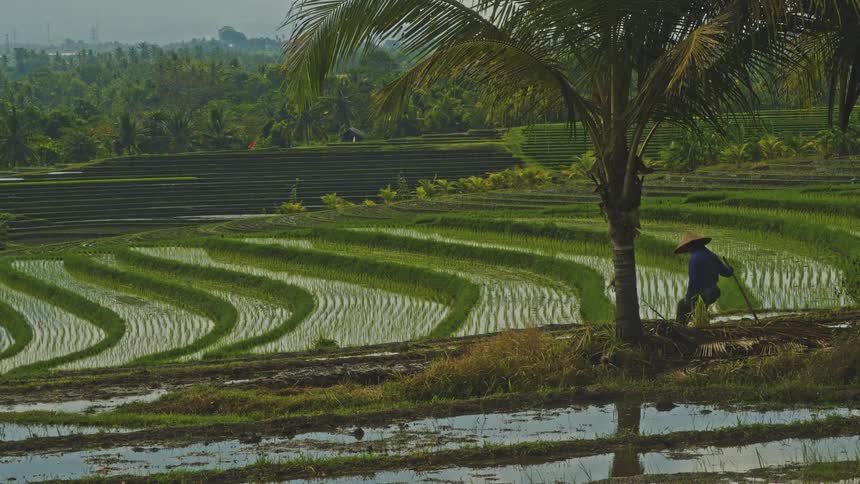 Terraced flooded rice fields with a palm tree in the foreground and a farmer working nearby
