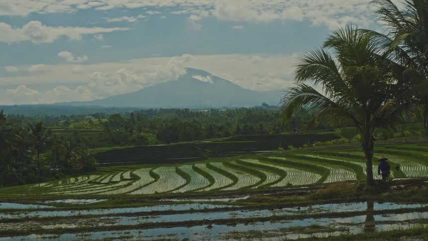 A farmer works among terraced rice fields beneath a distant mountain in bright daylight