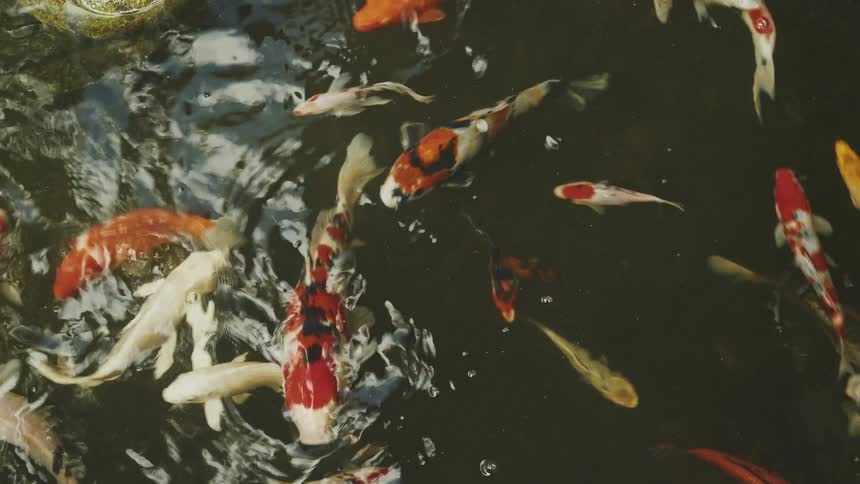 Several colorful koi fish in shades of orange white and black swim rapidly in a crowded formation within a stone pond creating ripples on the waters surface as they move together in a concentrated group
