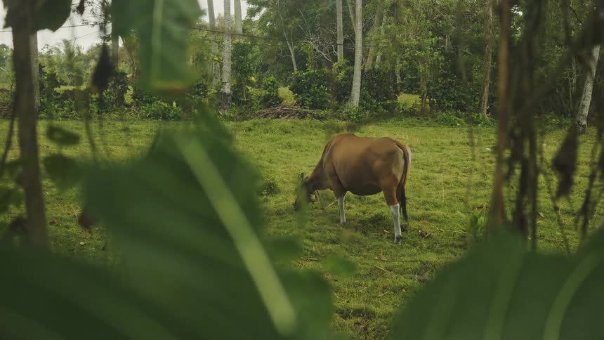 A cow grazes peacefully on a wide grassland in the countryside at midday