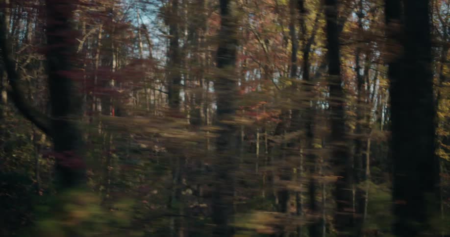Landscape of a forest seen during the day