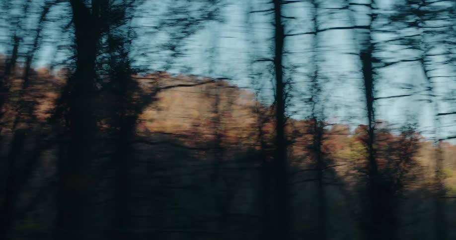 View of a moving forest in the mountains