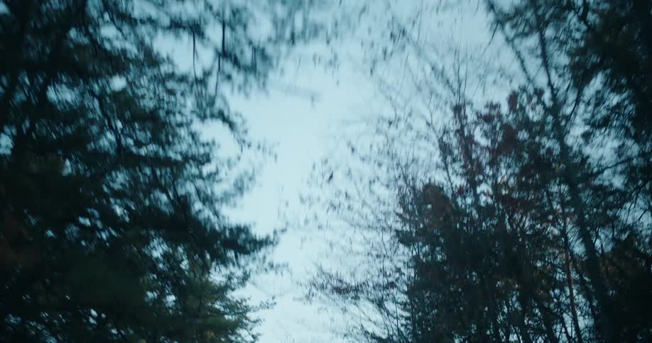 A low view shows a fast movement past tall trees with thin branches against a pale blue sky at dusk