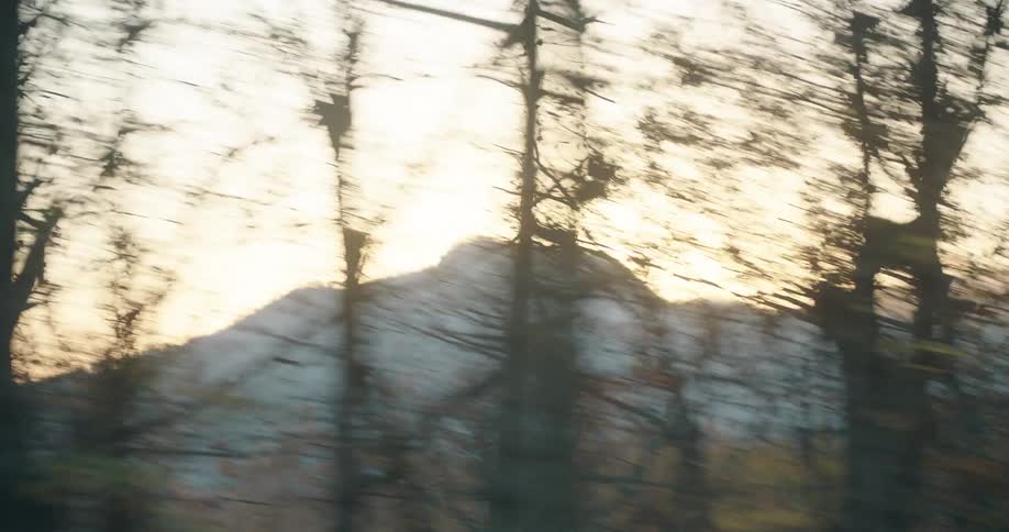 A view of a forest full of trees