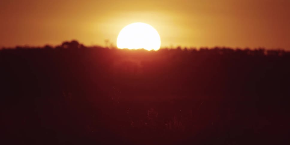 The sun slowly rises behind the trees