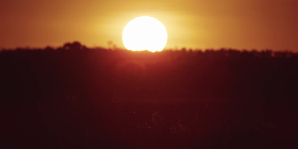 A sun sets over a forest