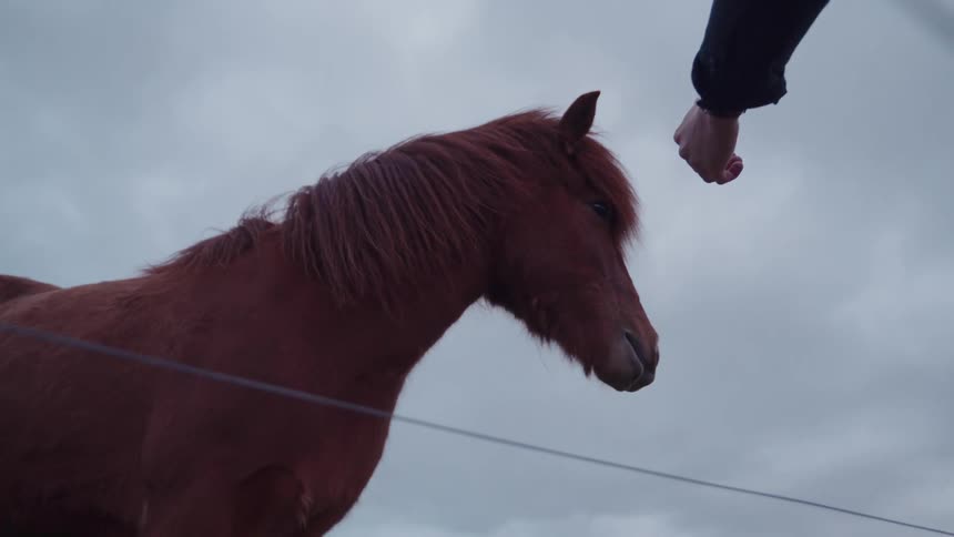 A horse standing outdoors