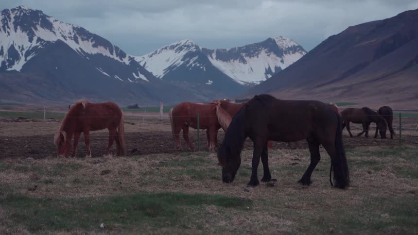 A herd of horses graze on a grassy field below snow capped mountains under a cloudy sky