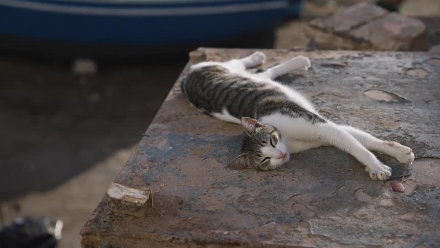 A tabbyandwhite cat lies fully stretched out on a rough stone surface eyes closed and limbs extended basking lazily in warm sunlight near a quiet waterfront