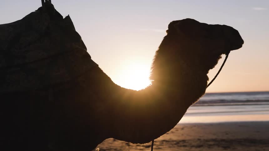 Close up silhouette of a camel standing at the beach during sunset