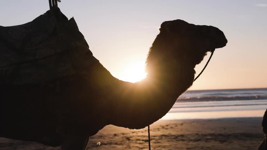 Silhouette of a camel in the sand on the beach