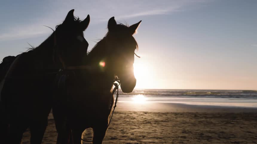 Two horses on the beach sand with the sun on the horizon