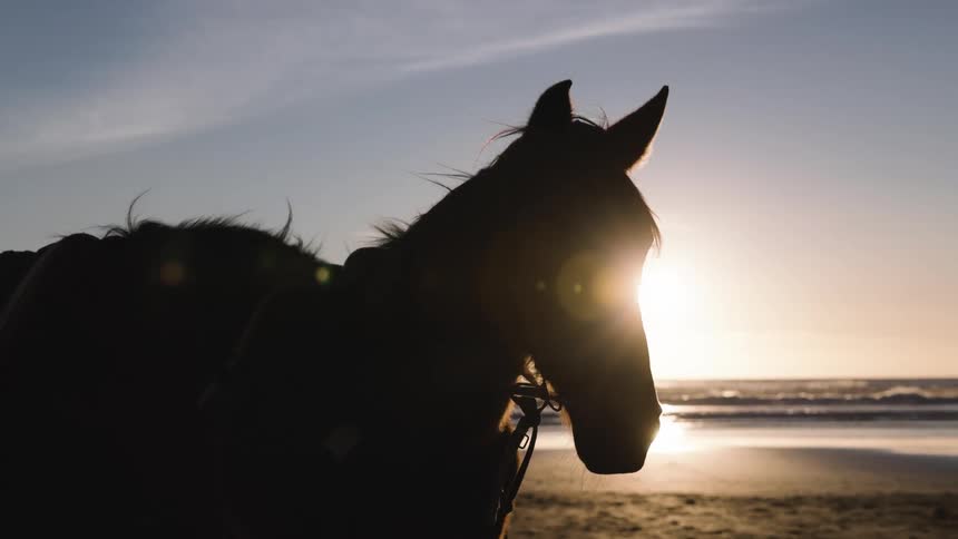 Horses in silhouette stand side by side on the beach with the low sun reflecting on the sea in the background
