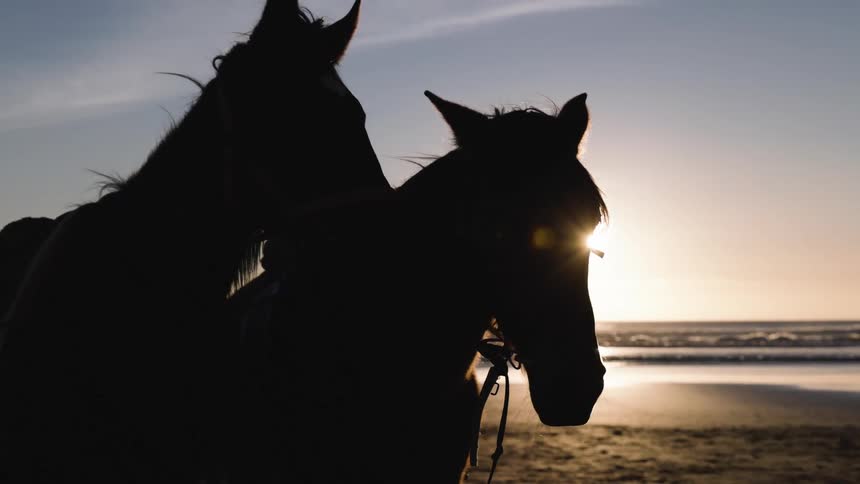 Two horses on the beach sand at dusk