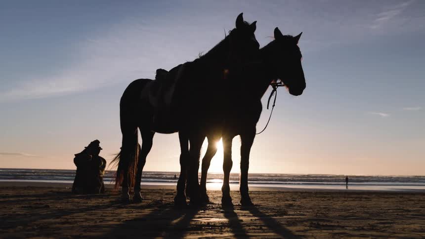 Horses in silhouette stand on the beach sand with the low sun behind them and a person seated near the shoreline