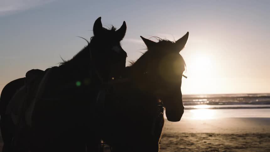 Two horses stand close together in dark silhouette on a quiet beach at sunset their ears alert and heads gently angled toward the glowing horizon as soft ocean waves and warm golden light create a calmness