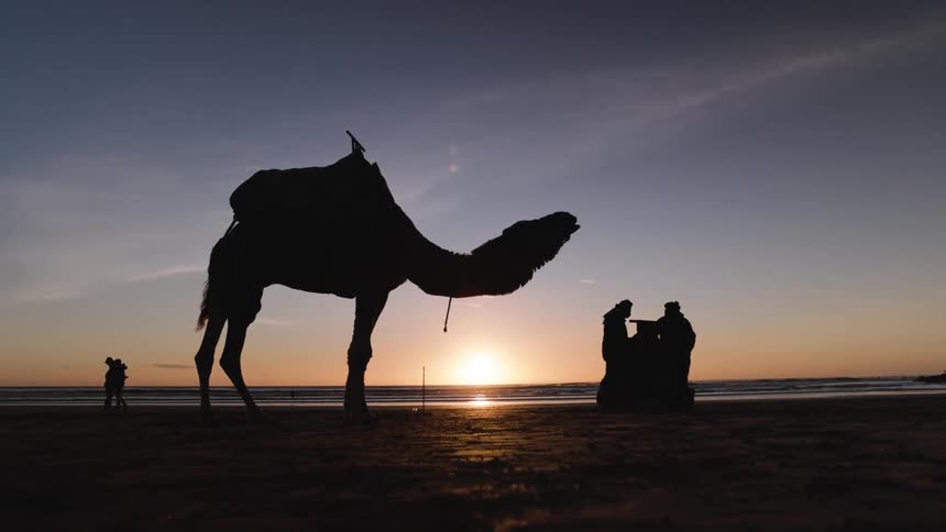 Camel and some people on a beach at sunset