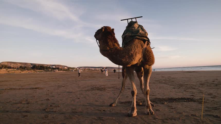 A solitary camel stands on a broad sandy beach at sunset its loaded saddle silhouetted against the sky while distant people walk along the shoreline