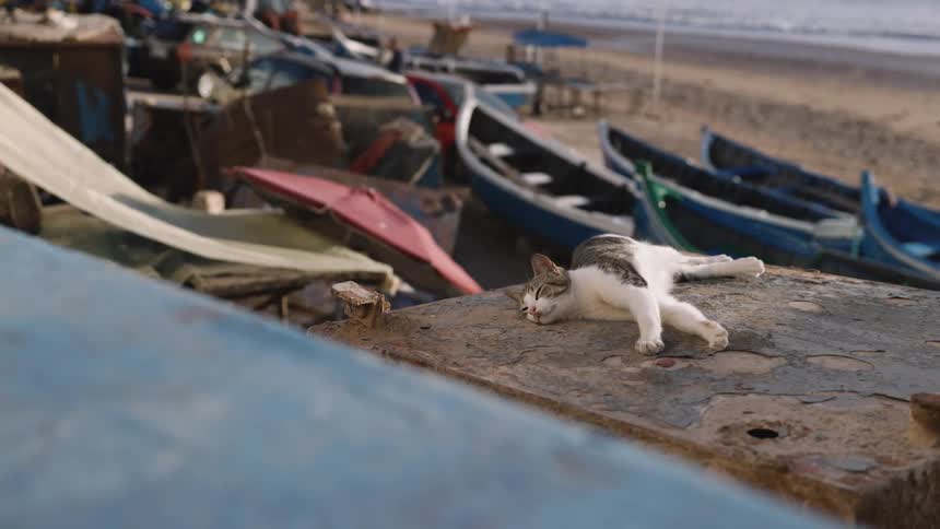 A white and grey cat lies peacefully asleep on a weathered stone ledge overlooking a beach in the background rows of blue fishing boats are parked along the sandy shore near the ocean waves