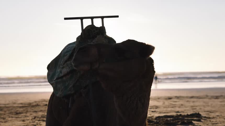A camel sits on a sandy beach during sunset as the sun flares behind its head and distant people move along the shoreline under a bright hazy sky