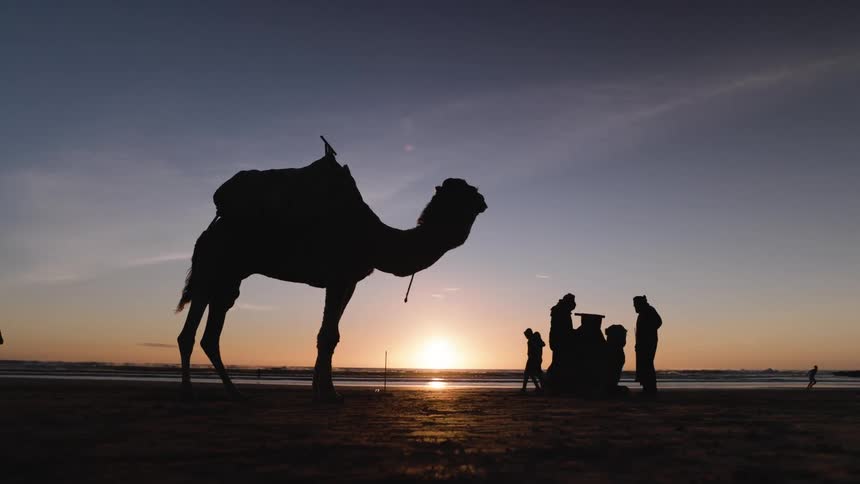 Camel in silhouette on the beach with a group of people in the background at sunset