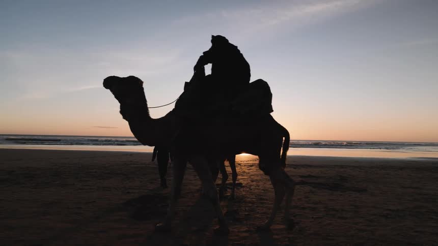 People wrangle and ride camels on the beach