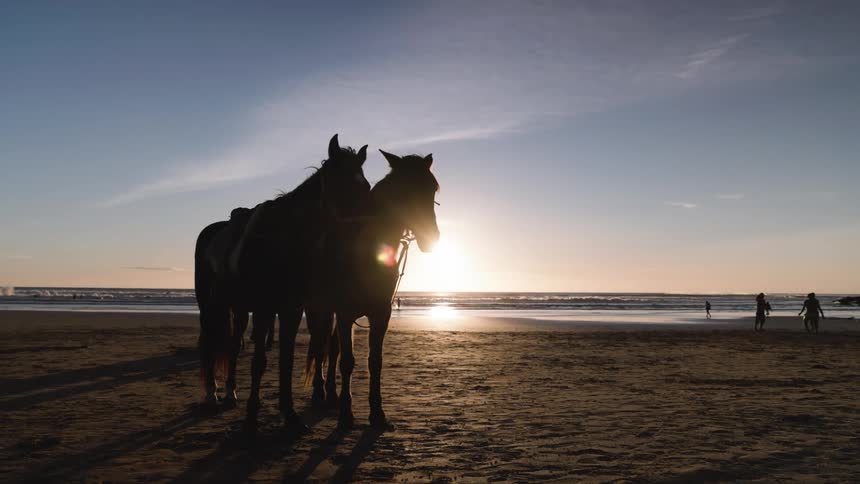 Some horses standing out on a beach
