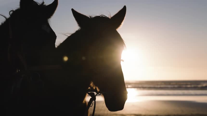 Two horses on the beach sand with the sun on the horizon