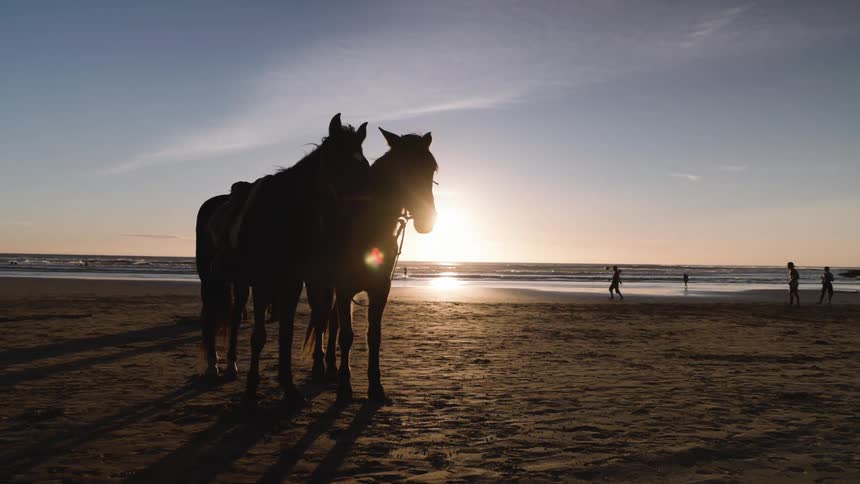 Silhouetted horses stand on a sandy beach at sunset by the ocean
