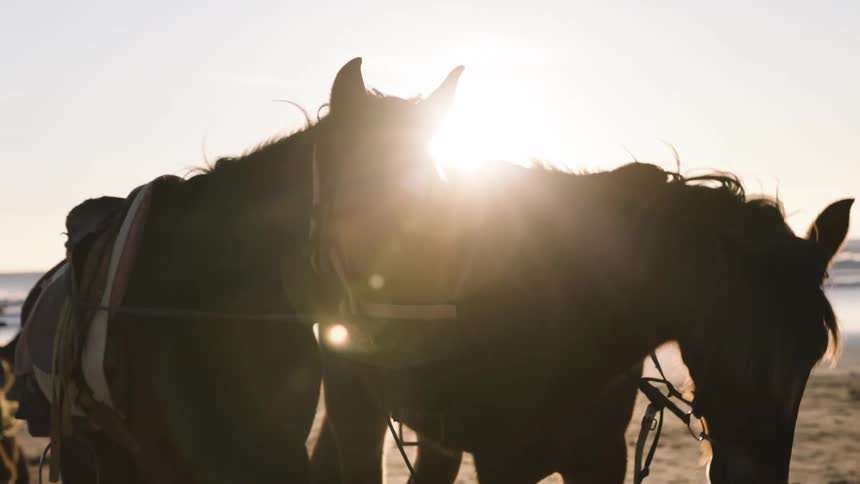 Horses standing side by side in silhouette remain on the beach with the sea in the background under low light
