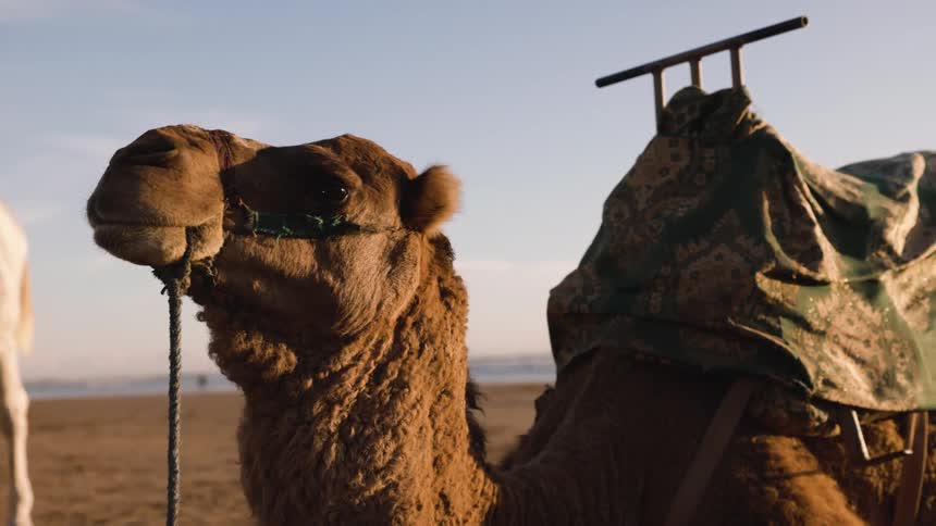 A brown camel wearing a patterned green saddle sits calmly on a beach during the late afternoon behind it a second white camel stands near the shoreline as the sun casts a warm glow over the coastal landscape