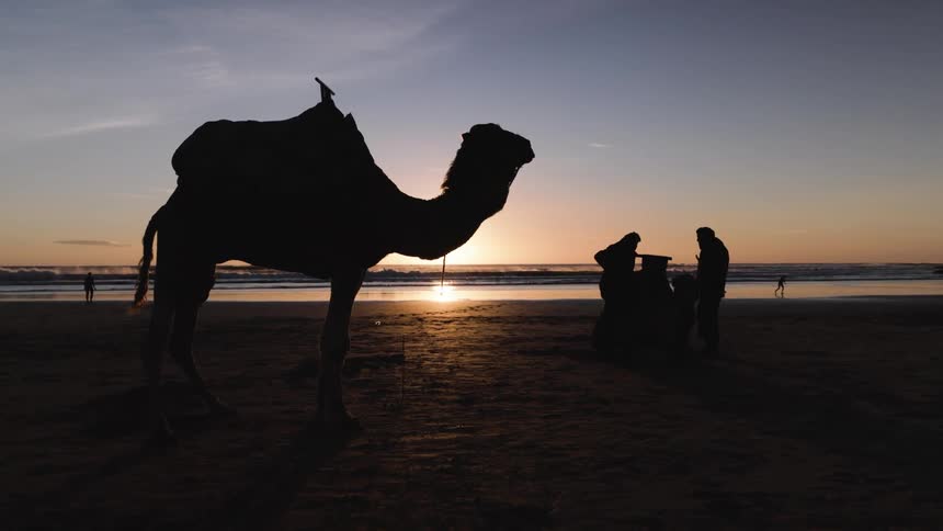 A silhouette of a camel on the beach