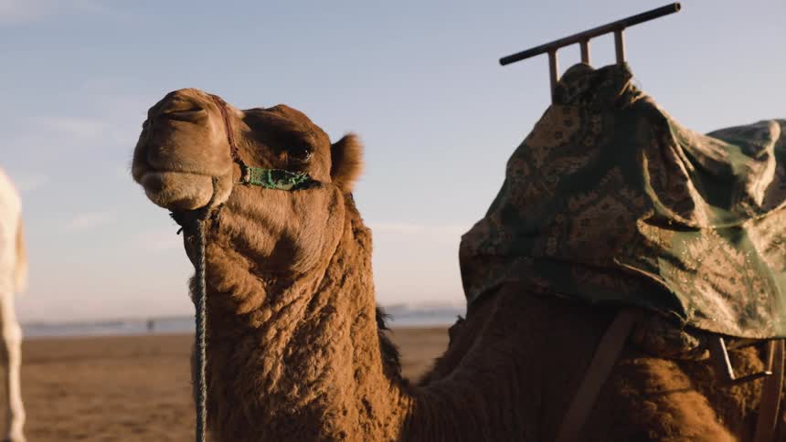 Camel on the beach sand at dusk